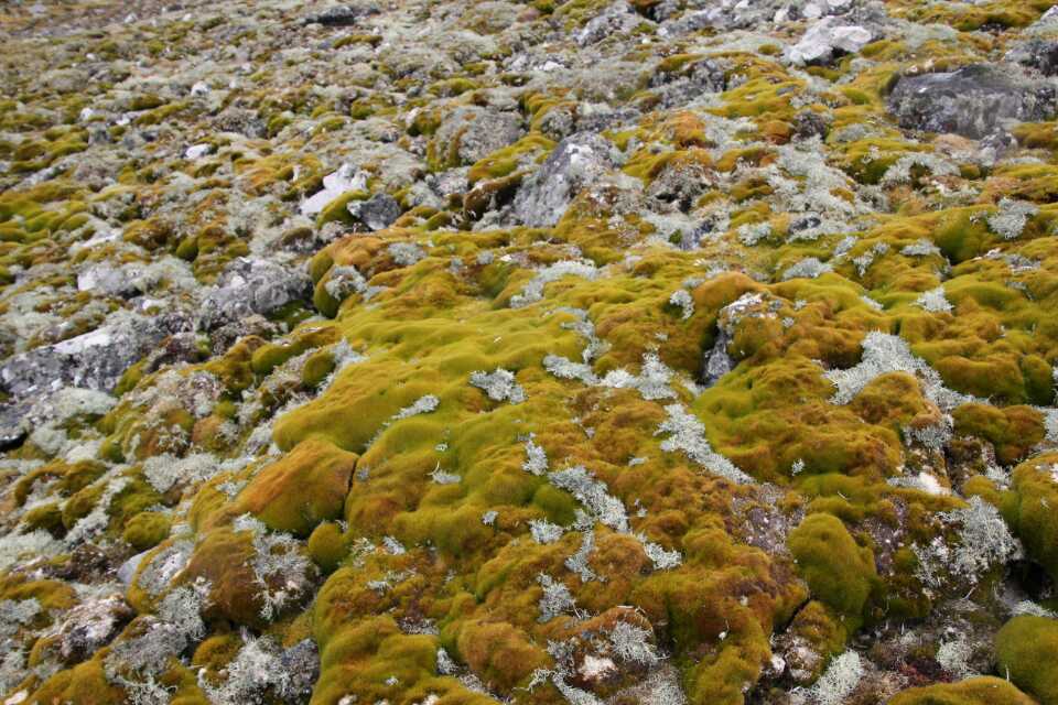 【谢晓尧教授南极科考日记】南极最具生命特征的绿色植物——苔藓